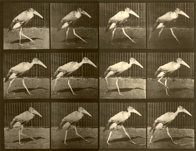 Gait of Leptoptilos dubius - photographic study by Eadweard Muybridge