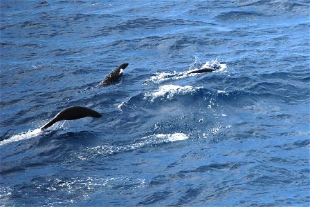 Jumping Antarctic fur seal. photo