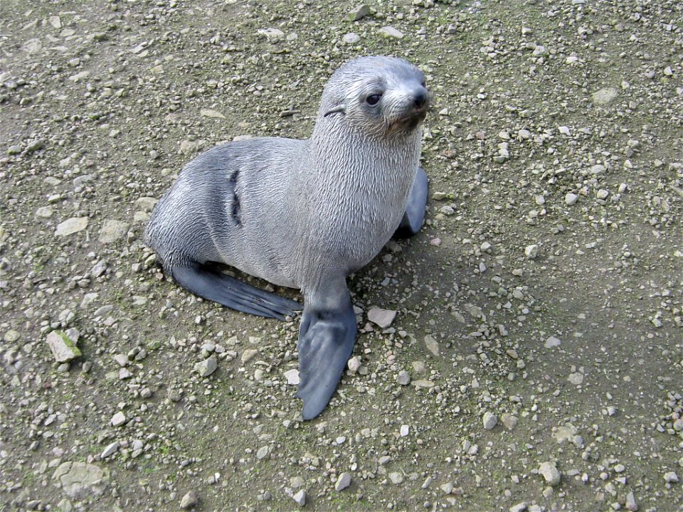 An Antarctic fur seal pup. Antarctic Peninsula.