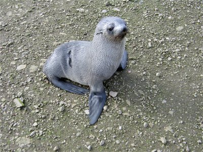 An Antarctic fur seal pup. Antarctic Peninsula. photo