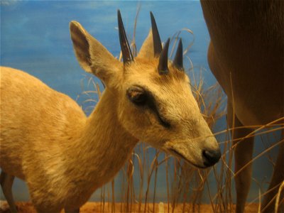 Four-horned Antelope at the Field Museum