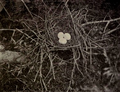 Coccyzus erythropthalmus (Black-billed Cuckoo) nest.
Original caption: "No. 11. Nest and three eggs of Black-billed Cuckoo."