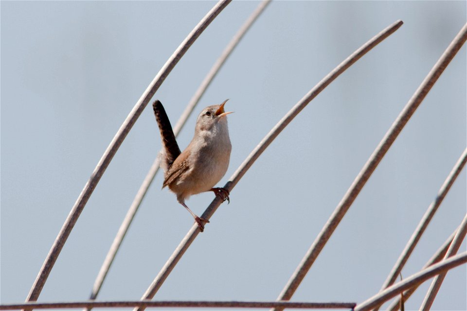 Sacramento National Wildlife Refuge, CA 

Photo: Marcel Holyoke, Creative Commons