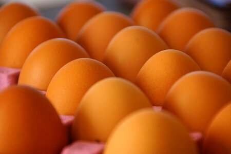 Poultry brown egg brown eggs