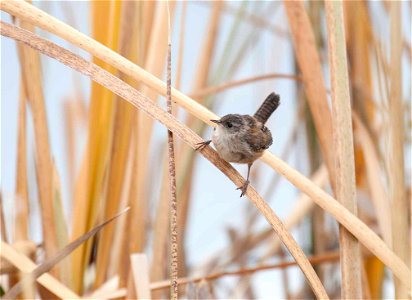 K. Theule / USFWS