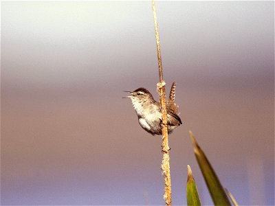 Marsh wren, Cistothorus palustris, in Lower Klamath National Wildlife Refuge photo