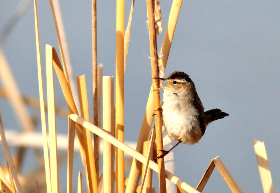 Photo: Shelley Koerner/USFWS volunteer
