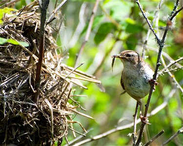 Marsh wren, Cistothorus palustris, in William L. Finley National Wildlife Refuge
