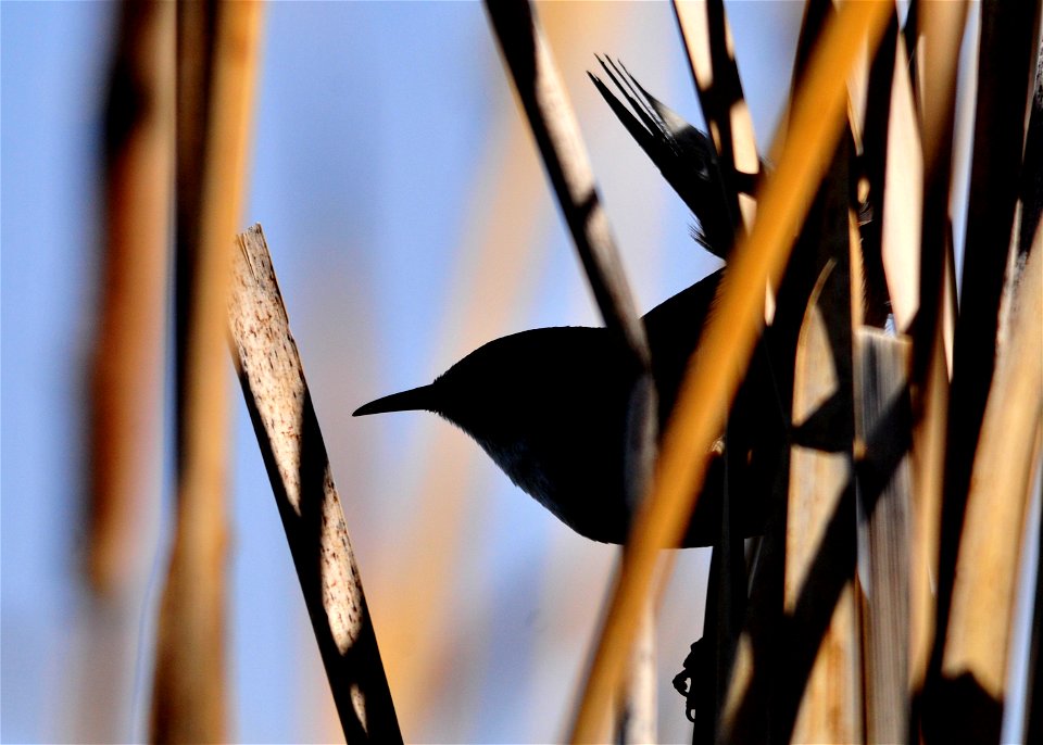 Photo: Tom Koerner/USFWS