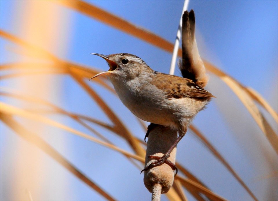 Photo: Tom Koerner/USFWS