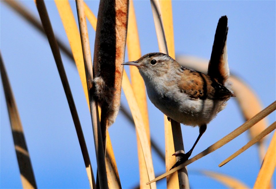 Photo: Tom Koerner/USFWS