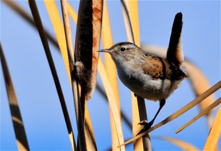 Photo: Tom Koerner/USFWS