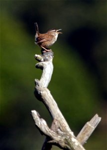 Marsh Wren You are free to use this image with the following photo credit: Peter Pearsall/U.S. Fish and Wildlife Service photo