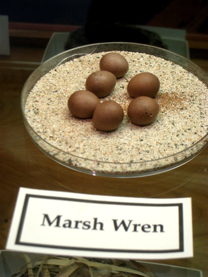 Marsh wren eggs in Museum of Science, Boston, Massachusetts, USA. Note that there was no prohibition against photography in the museum.