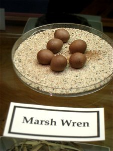 Marsh wren eggs in Museum of Science, Boston, Massachusetts, USA. Note that there was no prohibition against photography in the museum.