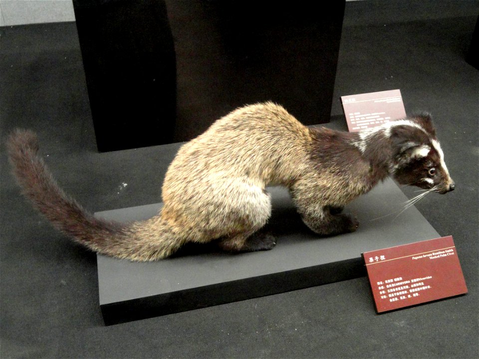 Taxidermy exhibit in the Kunming Natural History Museum of Zoology (昆明动物博物馆), Kunming, Yunnan, China.