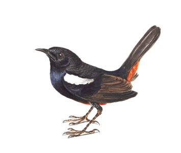 Indian Robin, Copsychus fulicatus