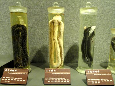 Preserved specimens in the Kunming Natural History Museum of Zoology (昆明动物博物馆), Kunming, Yunnan, China.