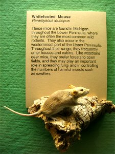 Peromyscus leucopus. Exhibit Museum of Natural History, University of Michigan, 1109 Geddes Avenue, Ann Arbor, Michigan, USA.