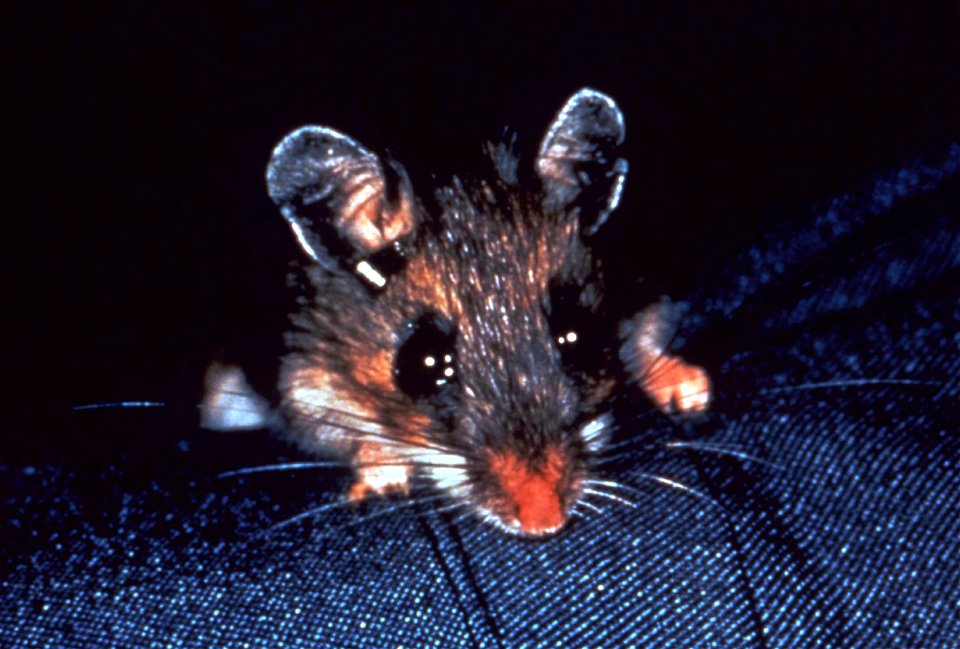 This photograph depicts a white-footed mouse, Peromyscus leucopus, which is a wild rodent reservoir host of ticks, which are known to carry the bacteria, Borrelia burgdorferi, responsible for Lyme dis
