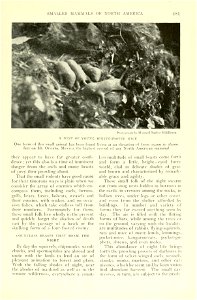 Wild animals of North America, intimate studies of big and little creatures of the mammal kingdom.