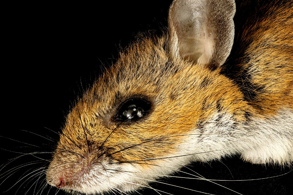 Peromyscus leucopus, the white-footed mouse, this one dead from one of the many traps in our lab, where we fear the number of bees one mouse can eat in a day.  Photo by Hannah Sutton.  
              