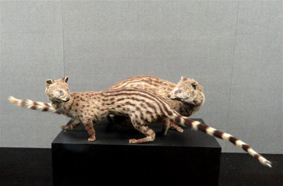Taxidermy exhibit in the Kunming Natural History Museum of Zoology (昆明动物博物馆), Kunming, Yunnan, China.