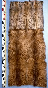 Small Indian civet (Viverricula indica), upper two skins de-haired. Fur skin collection, Bundes-Pelzfachschule, Frankfurt/Main, Germany