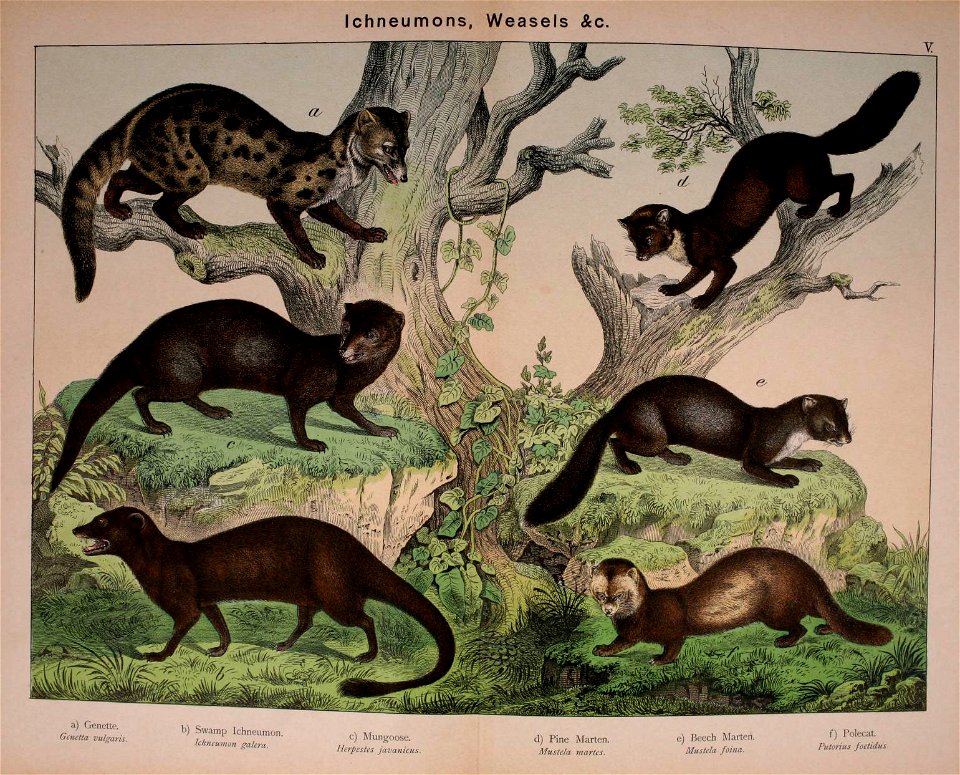 Ichneumons, Weasels &c. 
a) Genetto. 
Genetta vulgaris. 
b) Swamp Ichneumon. 
Iclincumon galcra. 
c) Mungoose. 
Herpestt-s javanicus. 
cl) Pine Marten. 
Mustcla math's. 
e) Beech Marten. 
Mustcla 