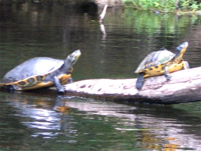 A Suwannee River Cooter.