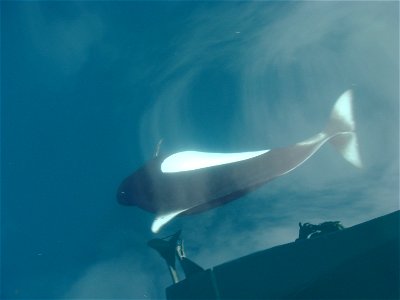 A wild Dall's Porpoise plays in the shadow of a boat and her photographer in the Shelikof Strait.