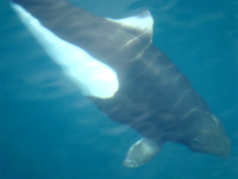 A wild Dall's porpoise poses for her Wikipedia photo in the Shelikoff Strait off the Kodiak Archipelago.