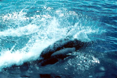 Image title: Dalls porpoise marine mammal phocoenoides dalli
Image from Public domain images website, http://www.public-domain-image.com/full-image/fauna-animals-public-domain-images-pictures/dolphins
