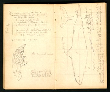 Field Notes, 1873