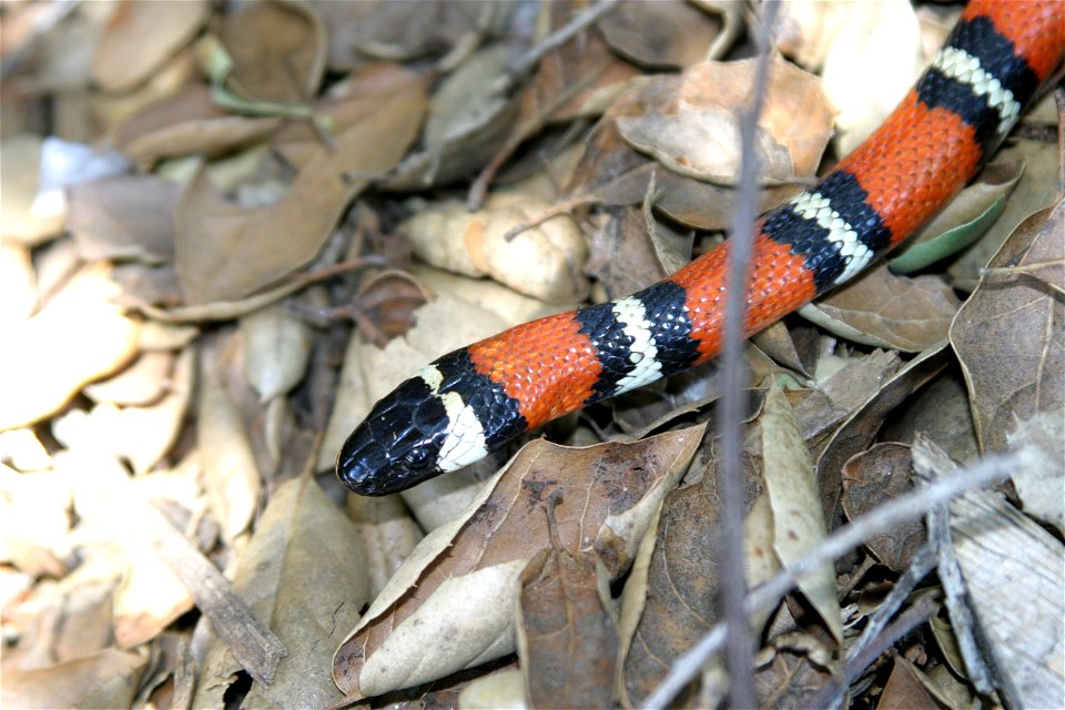 Scientific name: Lampropeltis zonata