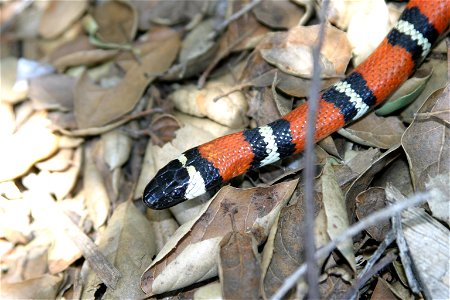 Scientific name: Lampropeltis zonata
