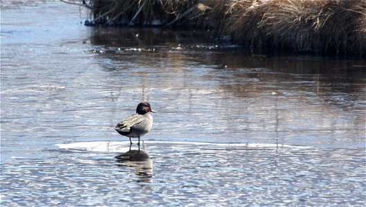 Visitors are treated to a rich variety of waterfowl near the visitor center. Here, a Green Winged Teal stands on the spring ice on Flat Creek.

Credit: USFWS / Ann Hough, National Elk Refuge volunteer