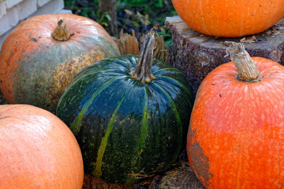 Autumn in the fall color