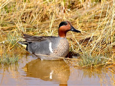 Photo: Tom Koerner/USFWS