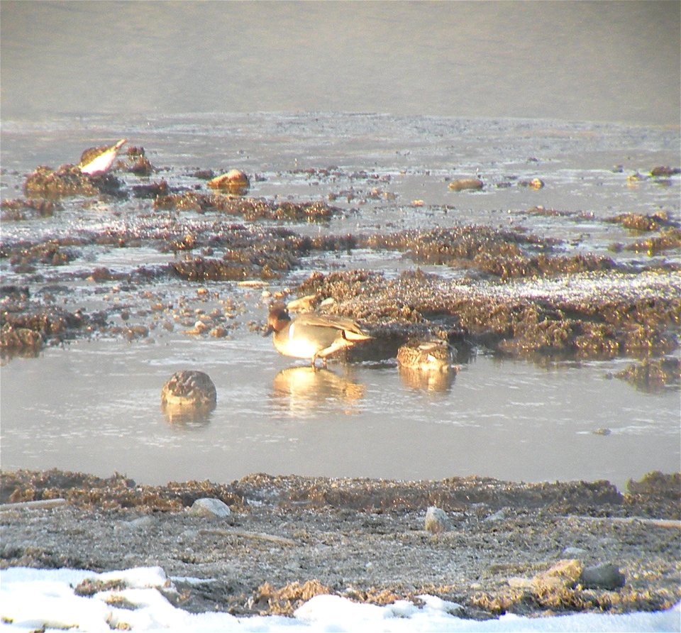Waterfowl feeding in shallow waters of Pond 6 on Lee Metcalf National Wildlife Refuge. 

Credit: Bob Danley / USFWS