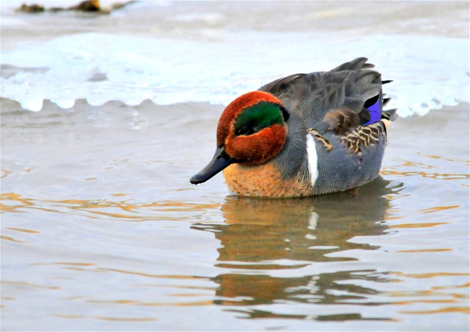 The speculum on a            green-winged teal drake normally looks irridescent green.  The muted light of a slightly foggy day along with the angle of the wing give this drake a more blue looking spe