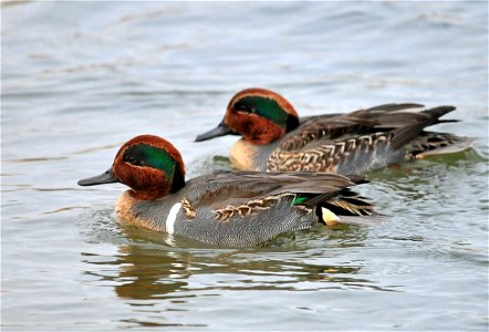 Photo: Tom Koerner/USFWS