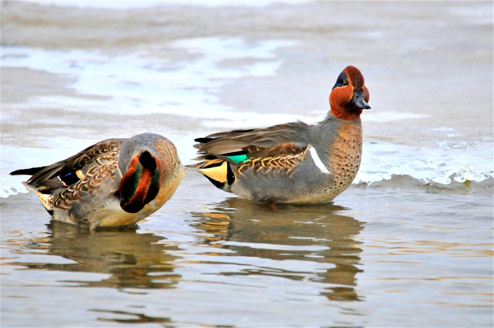 Photo: Tom Koerner/USFWS