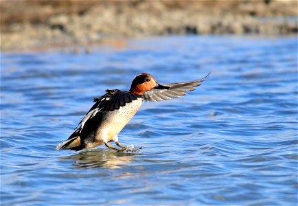 Photo: Tom Koerner/USFWS