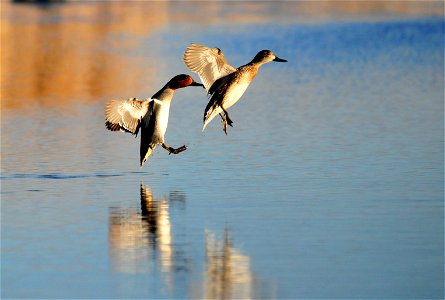 Photo: Tom Koerner/USFWS