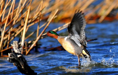 Photo: Tom Koerner/USFWS