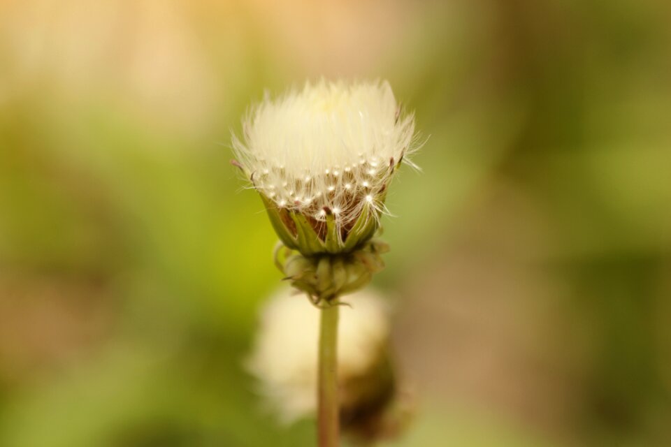 Plant flower nature