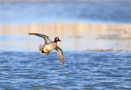 Photo: Tom Koerner/USFWS