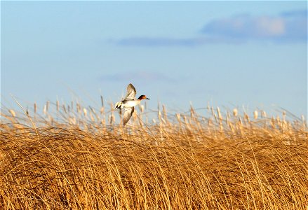 Photo: Tom Koerner/USFWS photo