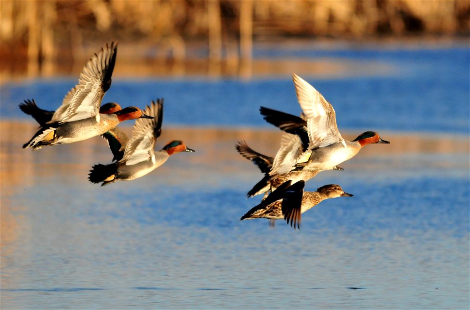 Green-winged teal on Seedskadee NWR.  Photo: Tom Koerner/USFWS